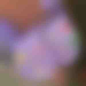 Kalėdiniai šviečiantys avalynės pakabukai (7 vnt.) | SHINETAGS