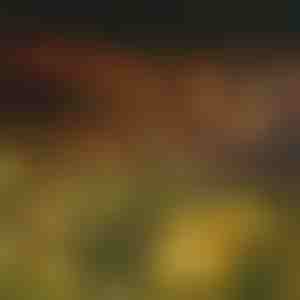 Saulės energijos lempučių girlianda su 6 LED lemputėmis | SOMPEX